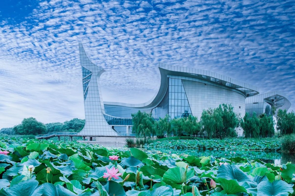 Lotus Wetland